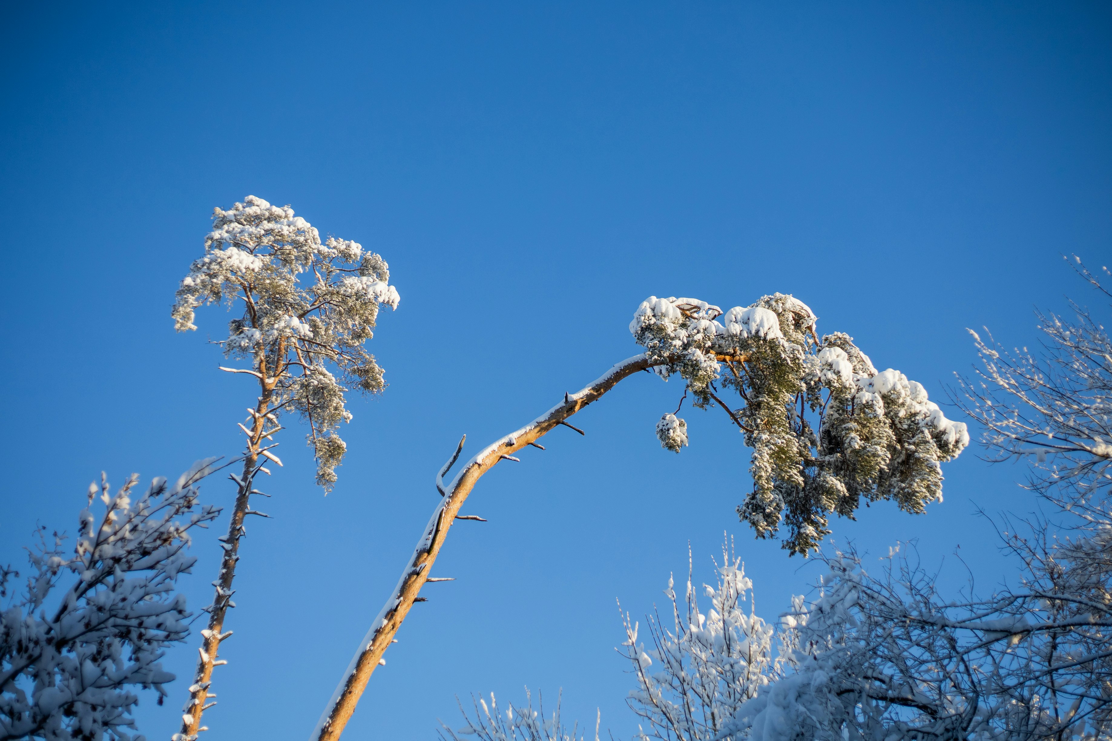 white cherry blossom tree under blue sky during daytime